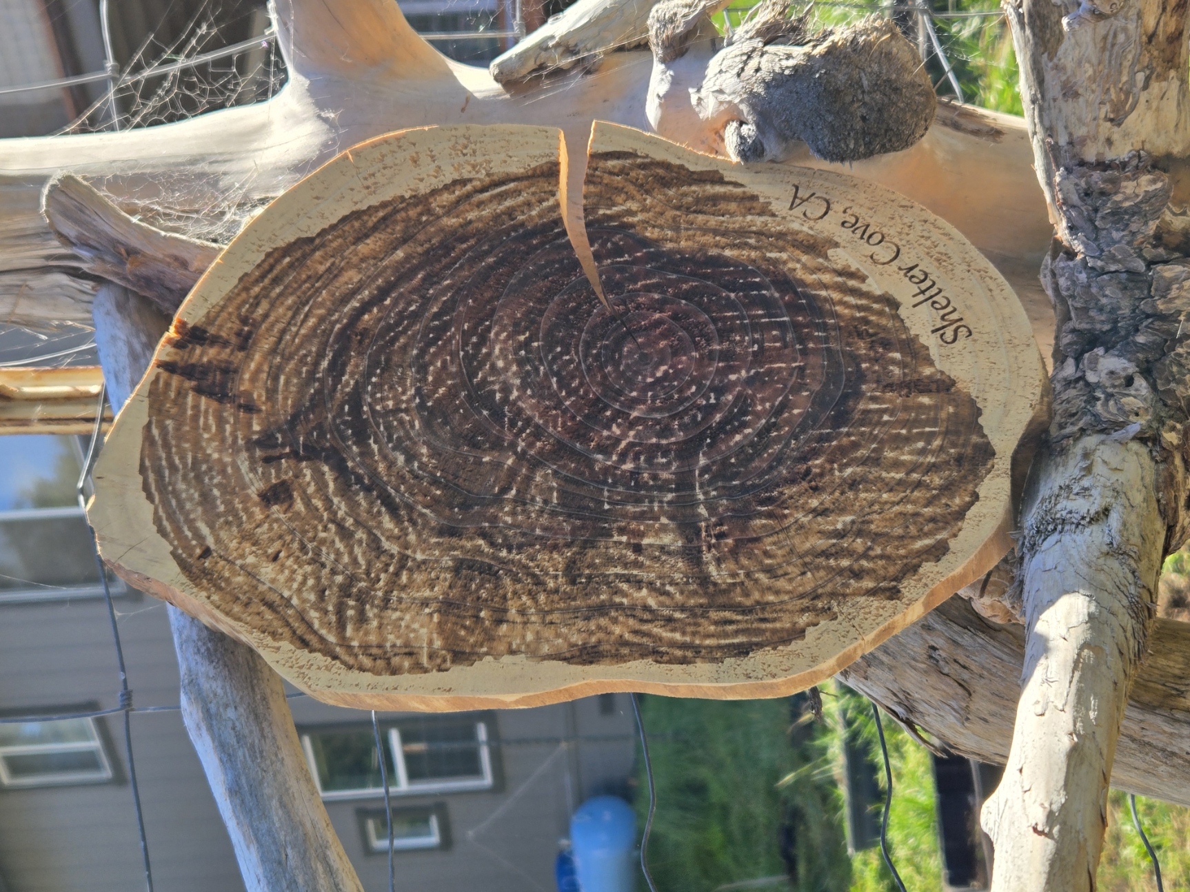 Shelter Cove tree ring carving